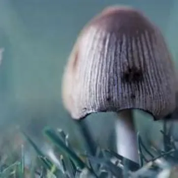 mushroom-16-7497350-64068.webp