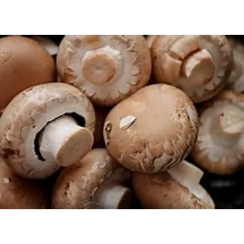 mushroom-17-606294-32534.webp