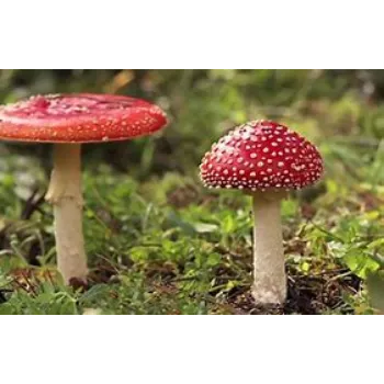 mushroom-18-7639878-24063.webp
