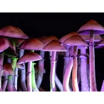 mushroom-20-9128874-71169.webp