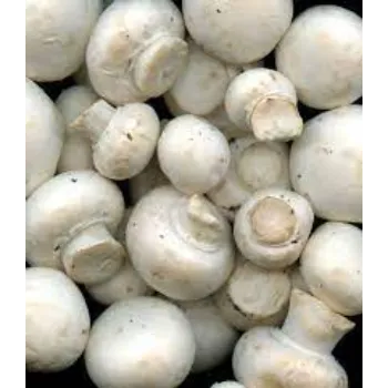 mushroom03-3677926-67154.webp