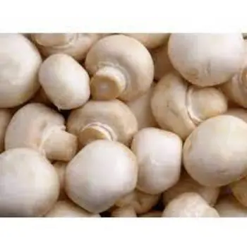 mushroom03-9898719-99317.webp