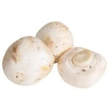 mushroom04-8144773-53340.webp