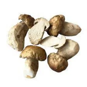 mushroom05-9964894-42688.webp