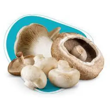 mushroom08-8278981-23974.webp