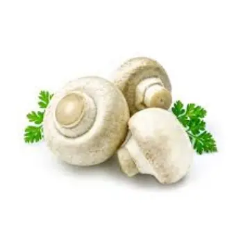 mushroom09-7212960-4558.webp