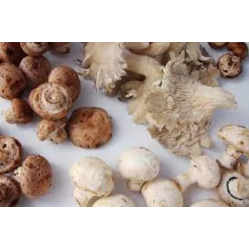 mushroom09-7440149-3089.webp