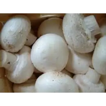 mushroom09-953736-1097.webp