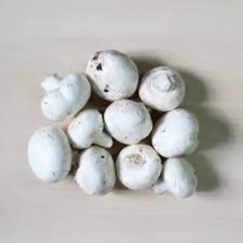 Organic Frozen Mushroom mushroom11-2714585-38246.webp