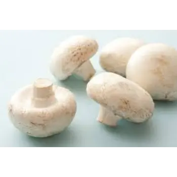mushroom11-693657-48848.webp