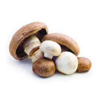 mushroom12-6558021-53399.webp