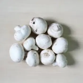 mushroom13-8808051-24203.webp