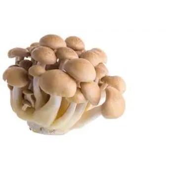 mushroom14-8251070-28600.webp