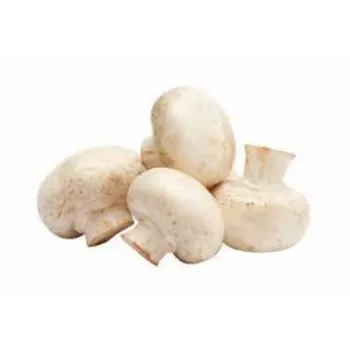 Frozen Mushroom mushroom7-7987895-62446.webp
