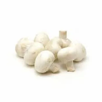 Frozen Mushroom mushrum1-7048566-36841.webp