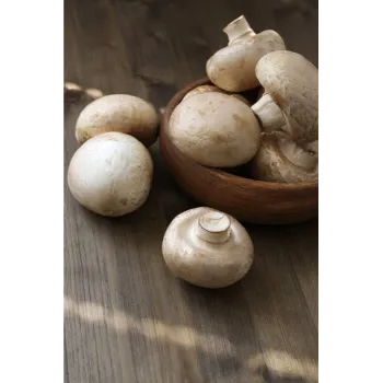 musroom-13-9373080-27201.webp