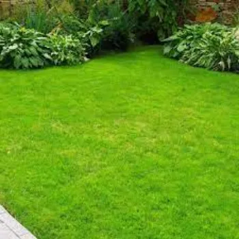 Organic Natural Grass natural-grass07-7676555-38071.webp