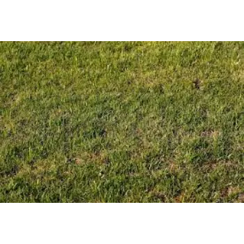 Organic Natural Grass natural-grass6-6117294-39481.webp