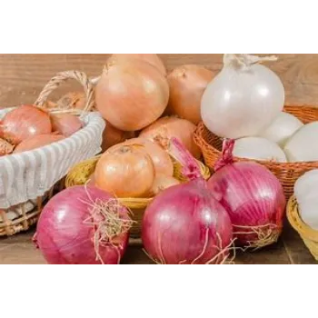 onion-03-1048298-92316.webp