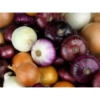 onion-07-5611861-81691.webp