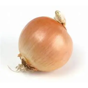 onion-07-7015897-61402.webp