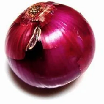onion-08-1198958-52460.webp