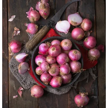 onion-13-7322105-91642.webp