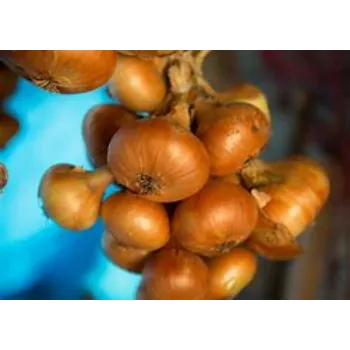 onion-14-2191820-30110.webp