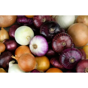 onion-16-5393502-84858.webp