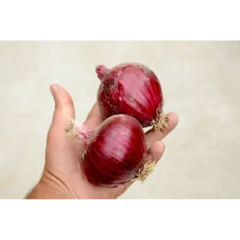 onion-17-640219-82162.webp