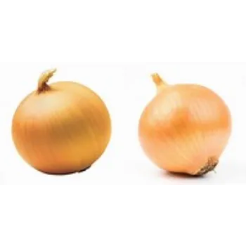 onion-18-5435653-14121.webp