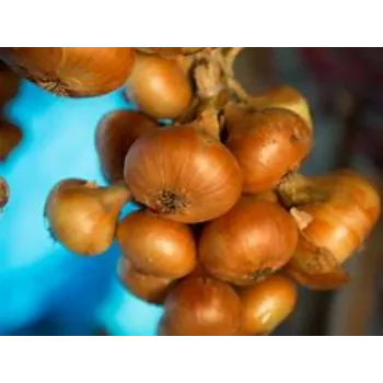 onion-19-8062638-43114.webp
