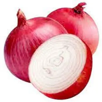 onion02-9498143-10076.webp