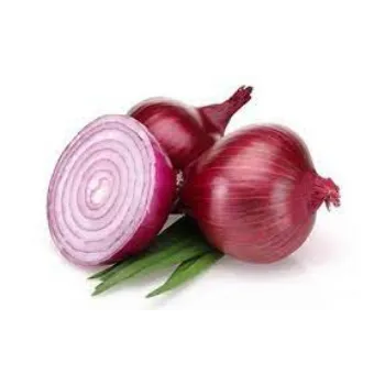 onion04-9072776-26589.webp