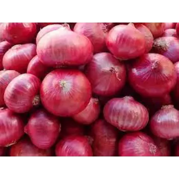 onion08-8077690-42556.webp
