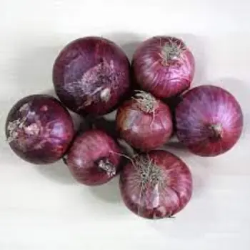 onion11-7877113-78861.webp