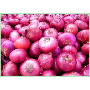 onion13-9654929-49033.webp
