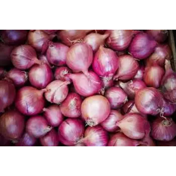 Natural Frozen Onion onion14-7796331-95140.webp