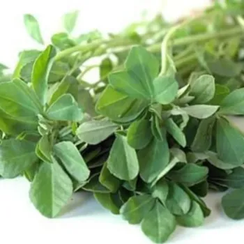 Dried fenugreek leaves organic-fenugreek-leaf-149-7296875-19818.webp