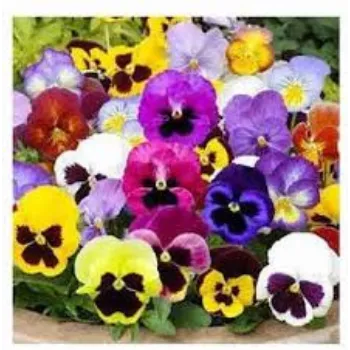 Organic Pansy Plant pansy-plant-01-1723072-16392.webp