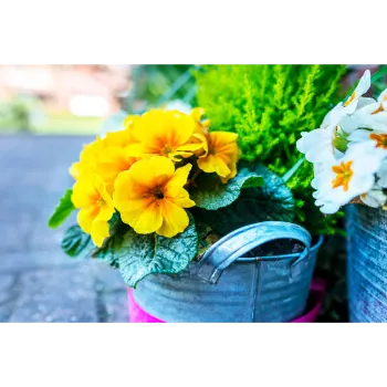 Organic Pansy Plant pansy-plant-01-6267595-29654.webp