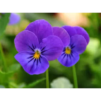 Natural Pansy Plant pansy-plant-02-1019939-35476.webp