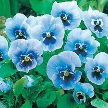Lia Nursery Plant Pansy Plant pansy-plant-03-3295811-77946.webp