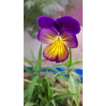 Style-Fresh Pansy Plant pansy-plant-03-6900151-99985.webp