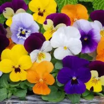 Organic Pansy Plant pansy-plant-03-8493869-21182.webp
