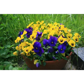 Natural Pansy Plant pansy-plant-04-1661958-27709.webp