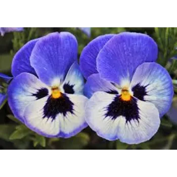 Organic Pansy Plant pansy-plant-04-7827455-27300.webp