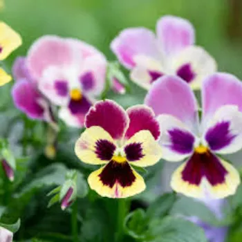 Natural Pansy Plant pansy-plant-05-1561159-7787.webp