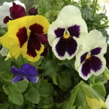 Blue Breeze Enterprise Pansy Plant pansy-plant-05-5350239-57077.webp