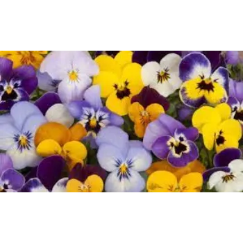 Natural Pansy Plant pansy-plant-06-1152529-83532.webp